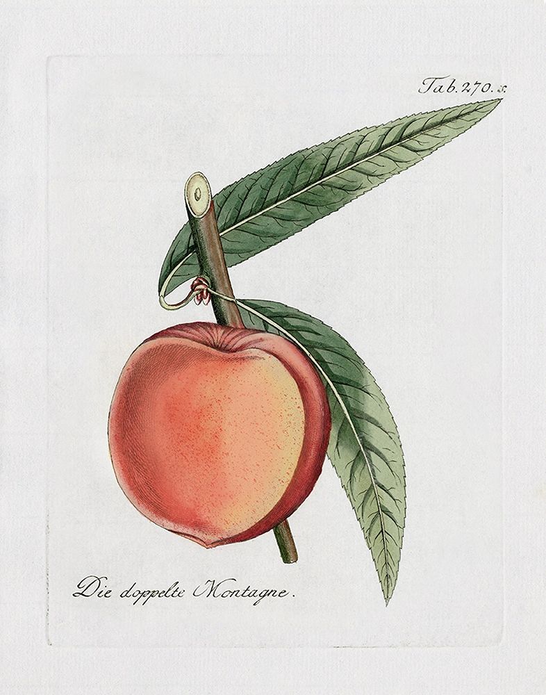 Peachy Keen II art print by Kelly Donovan for $57.95 CAD