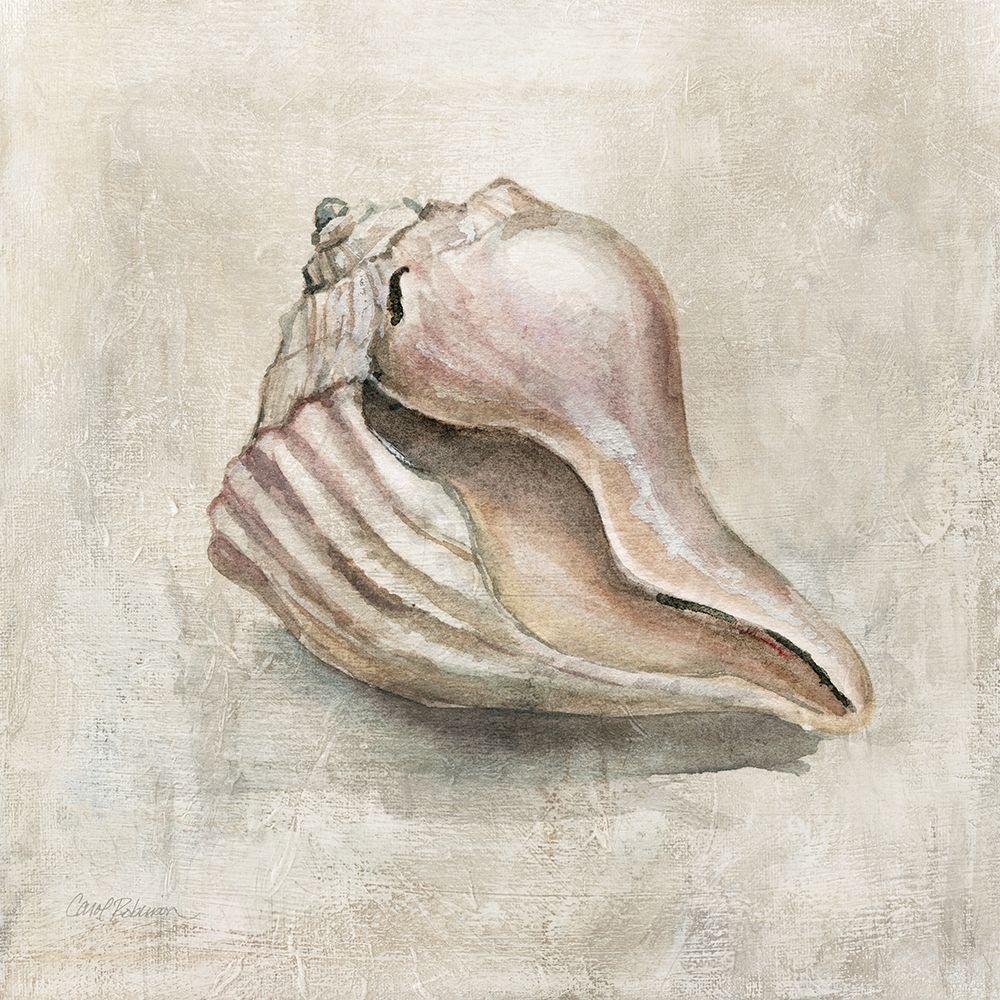 Seashell Textures III art print by Carol Robinson for $57.95 CAD