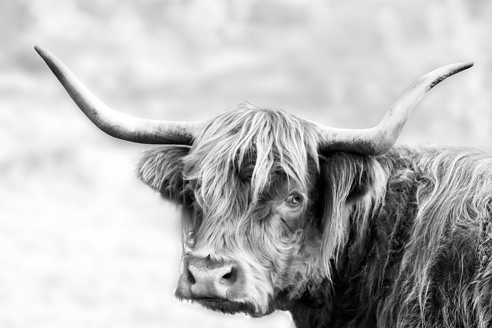 Hairy Highland Hazy Day art print by Danita Delimont for $57.95 CAD