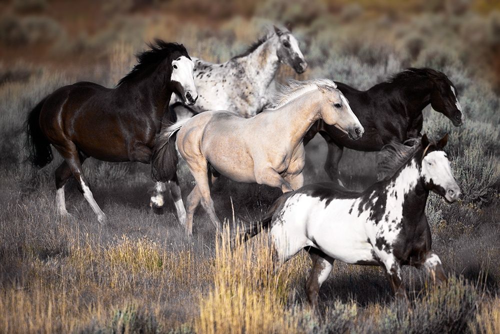 High Prairie Run art print by Danita Delimont for $57.95 CAD