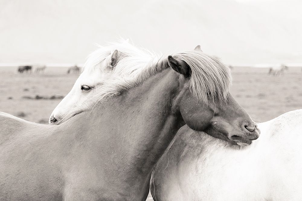 Icelandic Meadow Horses art print by Danita Delimont for $57.95 CAD