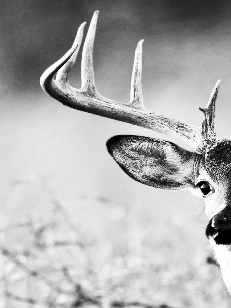 White Tailed Antlers art print by Danita Delimont for $57.95 CAD