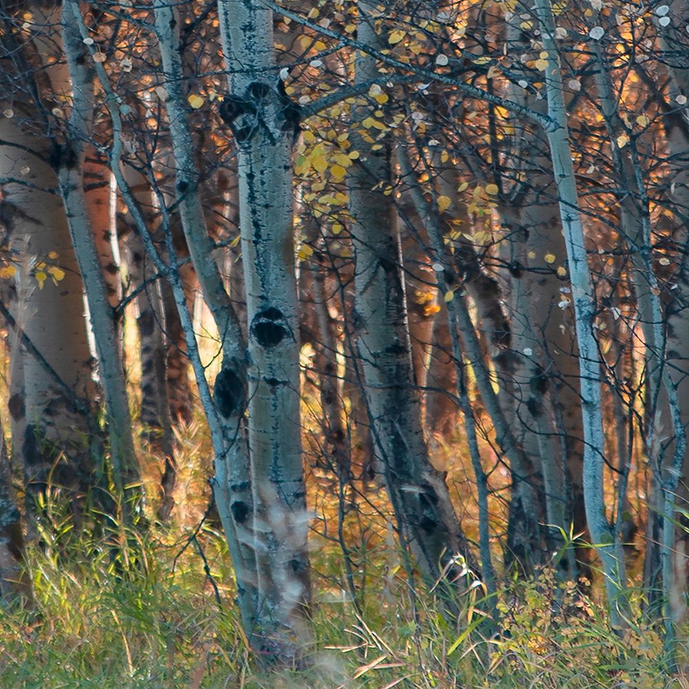 Fall Birch I art print by Carol Robinson for $57.95 CAD