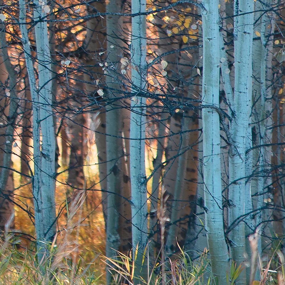 Fall Birch II art print by Carol Robinson for $57.95 CAD
