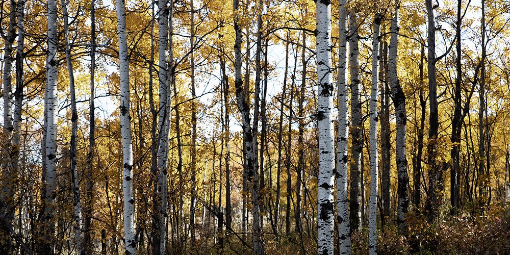 Sunny Grove art print by Carol Robinson for $57.95 CAD