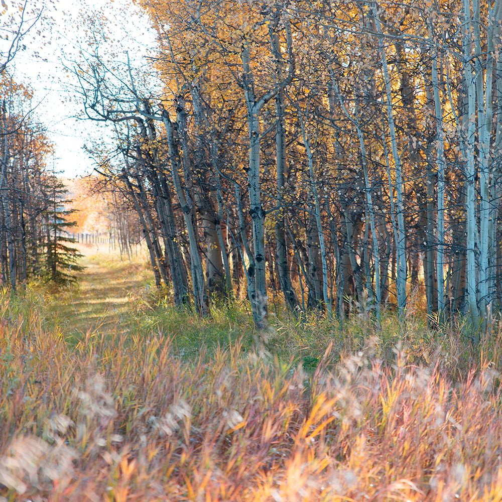 Sunlit Pathway art print by Carol Robinson for $57.95 CAD