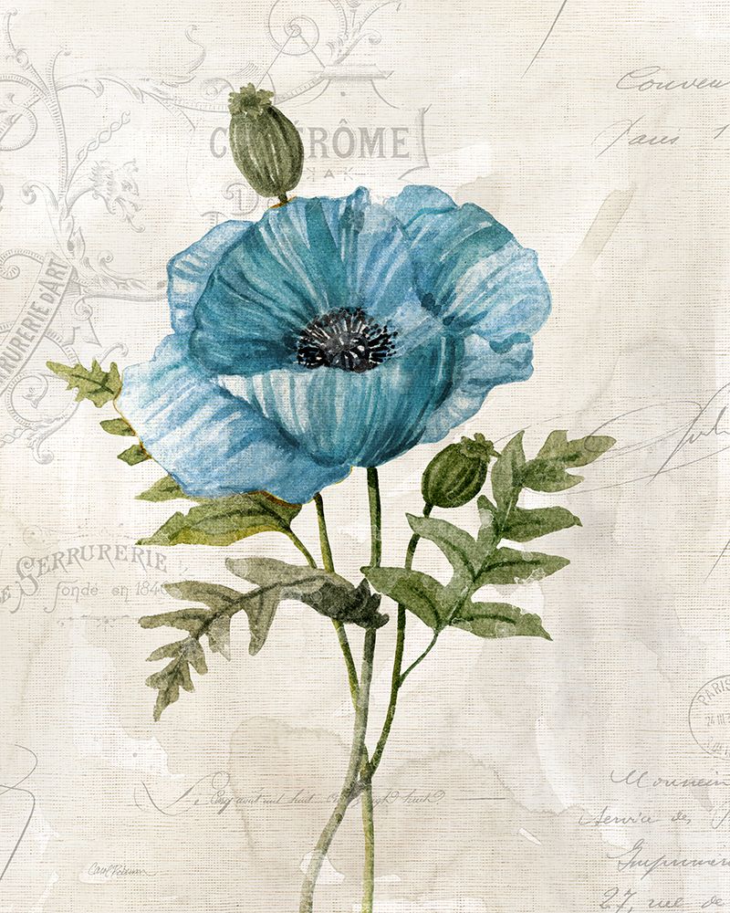 Linen Poppy art print by Carol Robinson for $57.95 CAD