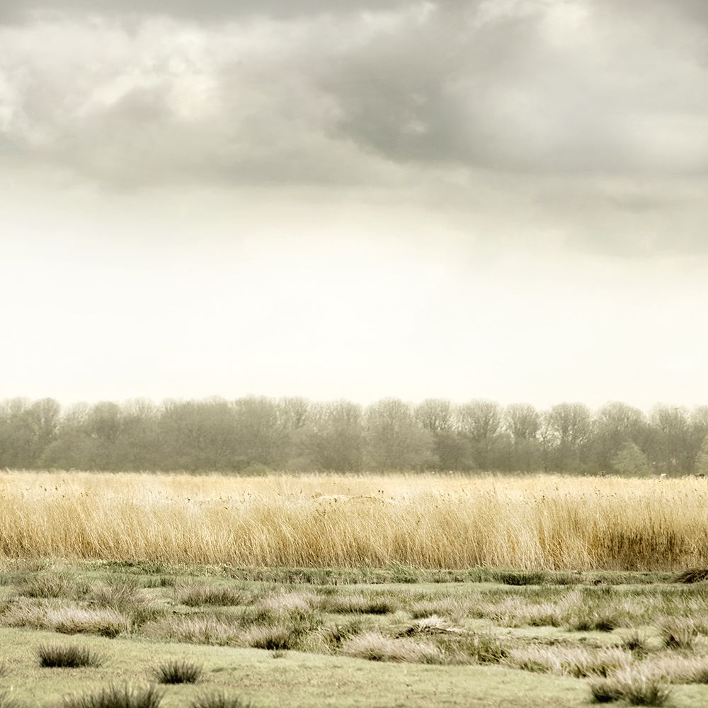 Meadowland art print by Danita Delimont for $57.95 CAD