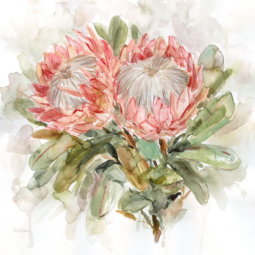 Pale Protea I art print by Carol Robinson for $57.95 CAD