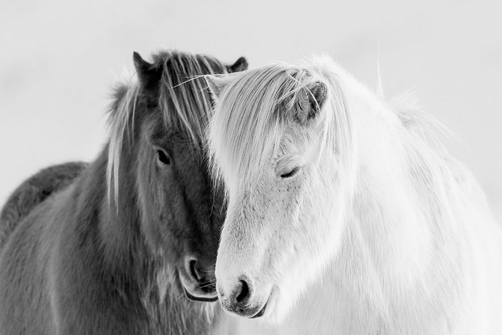 South Iceland art print by Danita Delimont for $57.95 CAD