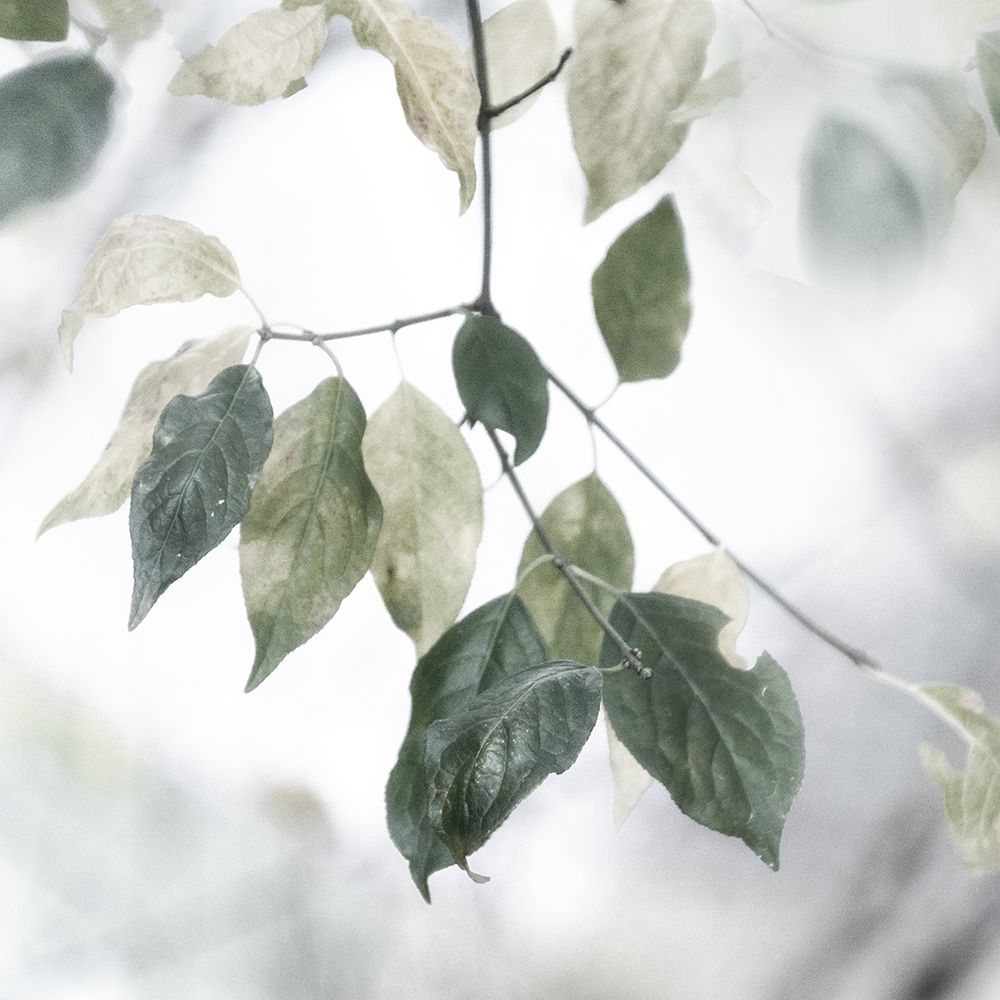 Quiet Green I art print by Irene Weisz for $57.95 CAD