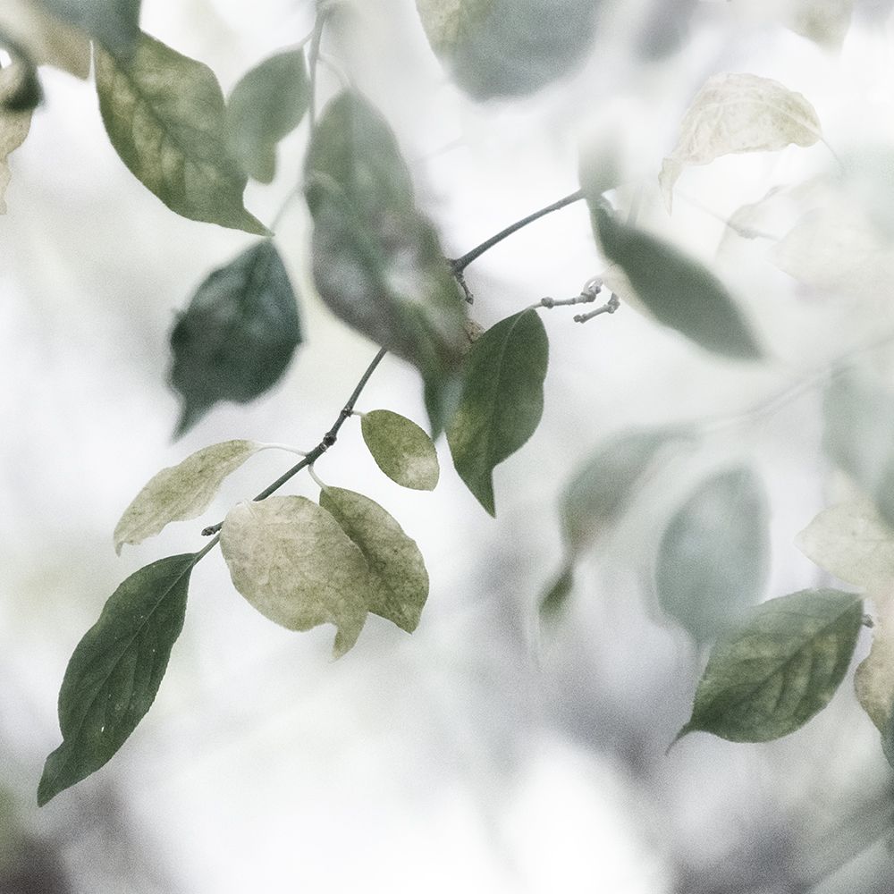 Quiet Green II art print by Irene Weisz for $57.95 CAD