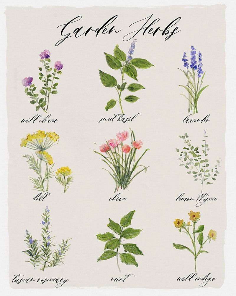 Garden Herbs art print by Sally Swatland for $57.95 CAD