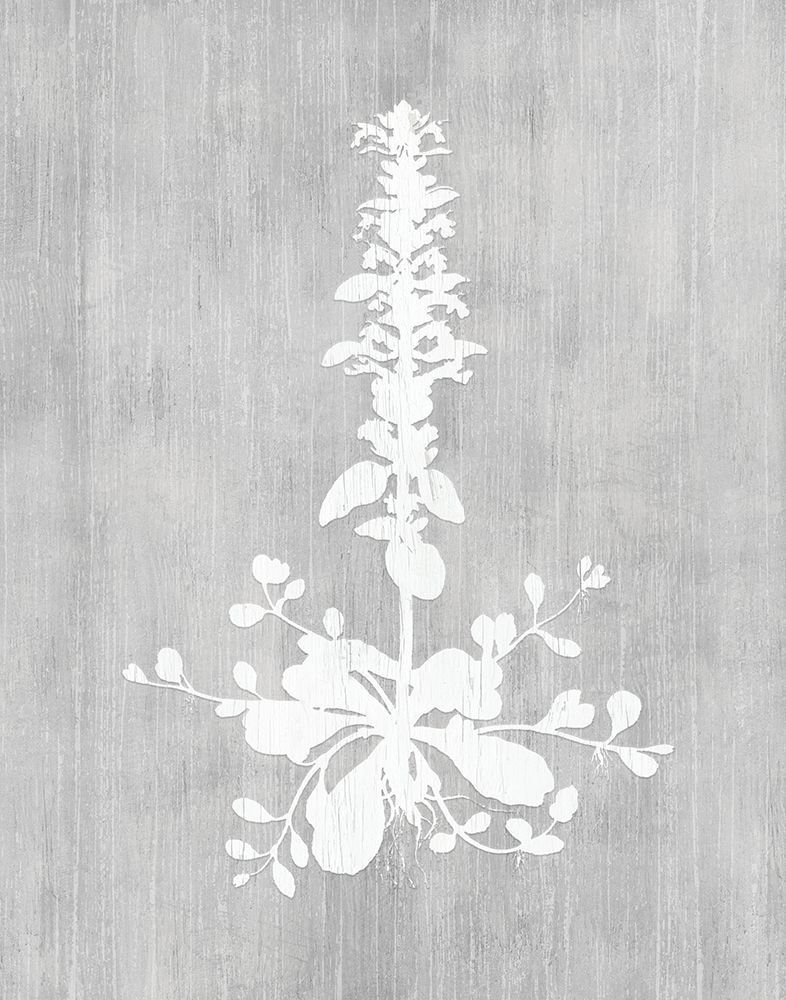 Botany Beauty II art print by CAD Designs for $57.95 CAD