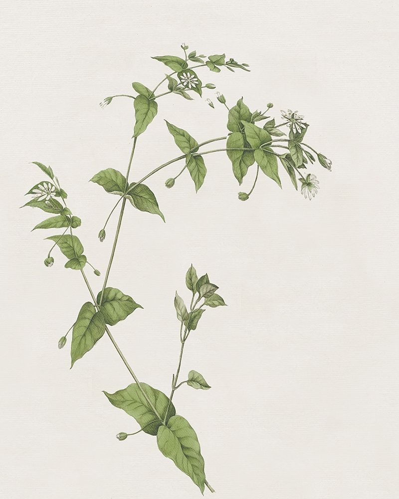 Wispy Botanical I art print by Kelly Donovan for $57.95 CAD