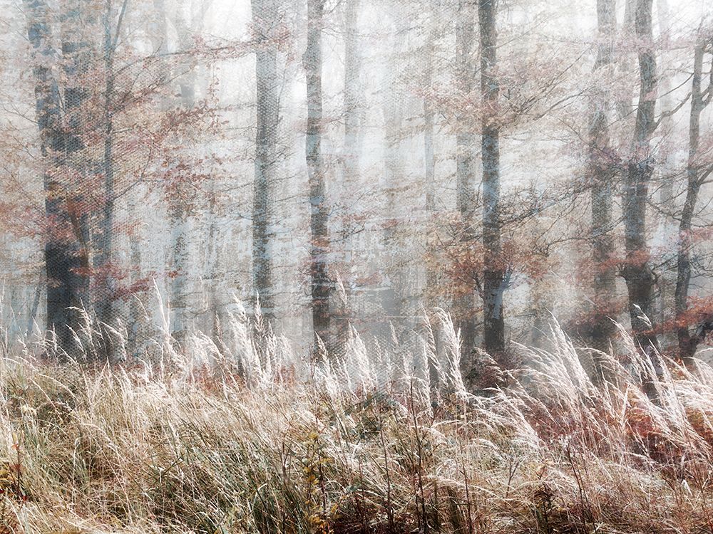 Always Magic in the Woods art print by Irene Weisz for $57.95 CAD