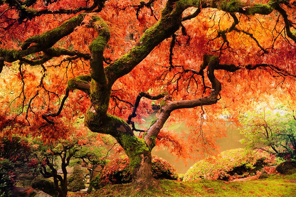 Autumn Symphony art print by Danita Delimont for $57.95 CAD