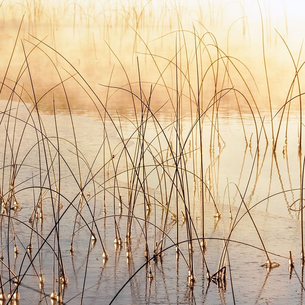 Misty Reeds art print by Danita Delimont for $57.95 CAD
