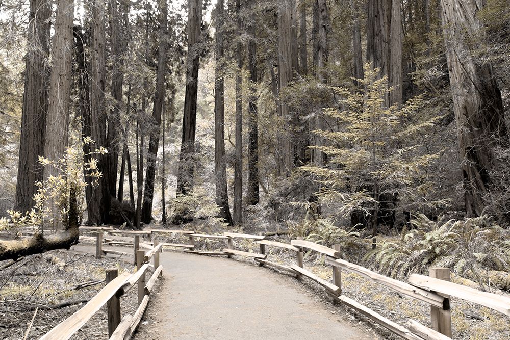 Solitude Path art print by Danita Delimont for $57.95 CAD