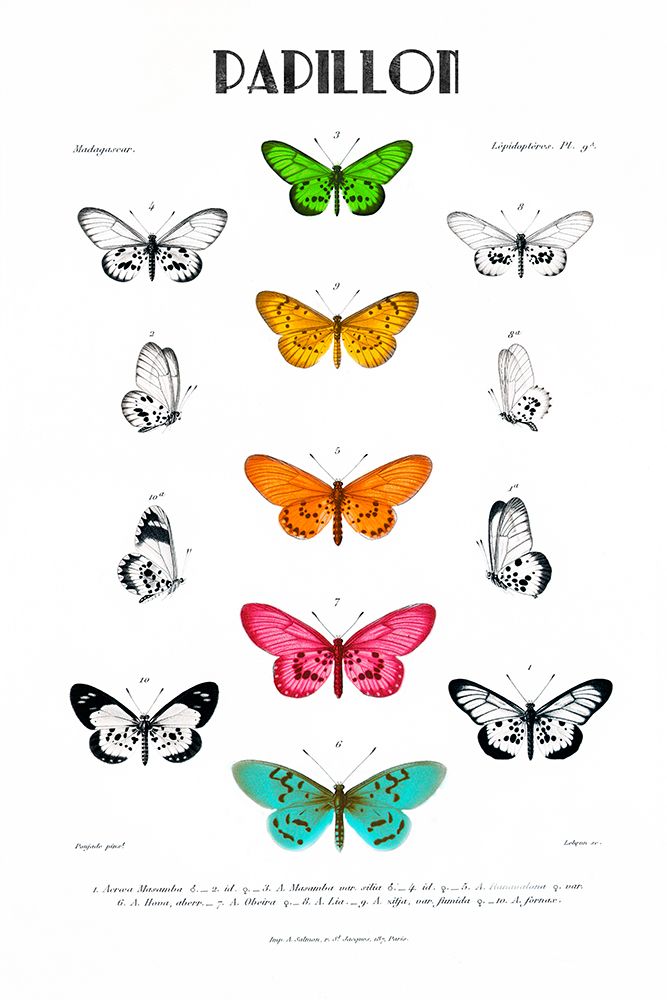 Papillion art print by Kelly Donovan for $57.95 CAD