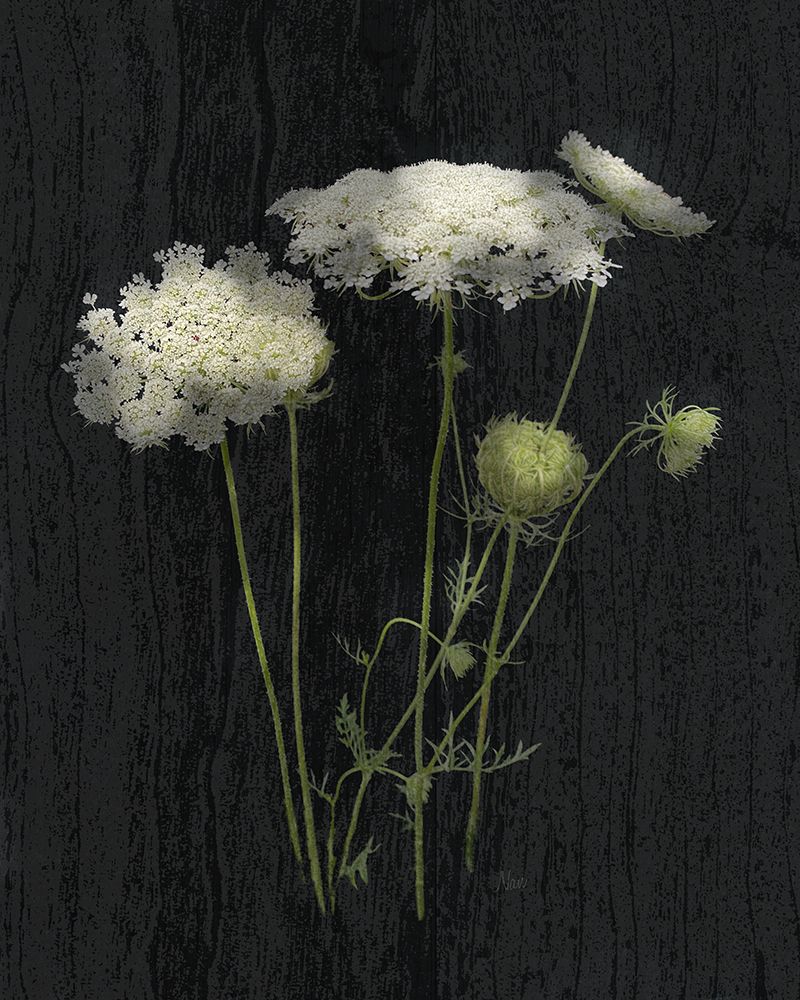 Queens Lace I art print by Nan for $57.95 CAD