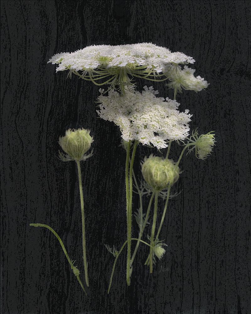 QueenS Lace II art print by Nan for $57.95 CAD