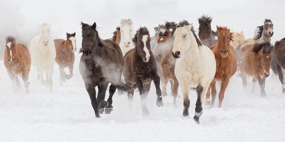 Pasture Run art print by Danita Delimont for $57.95 CAD