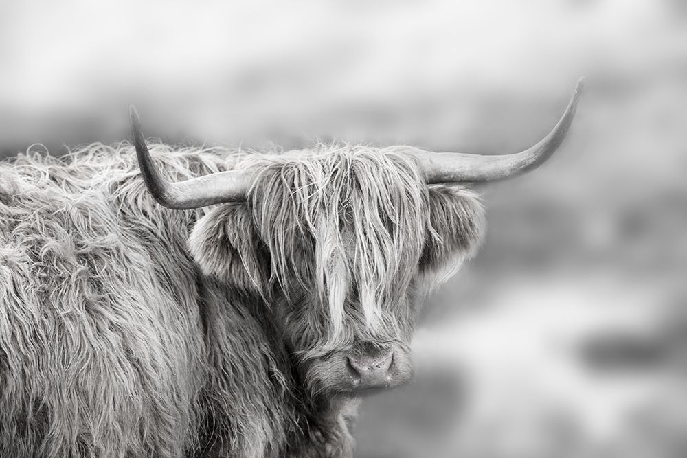 Roaming Isle of Skye art print by Danita Delimont for $57.95 CAD