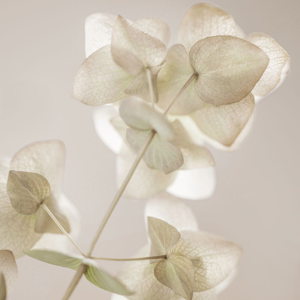 Soft Wild Bloom art print by Danita Delimont for $57.95 CAD