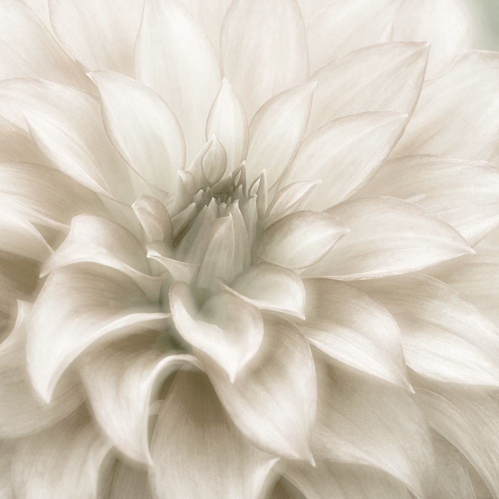 Soft Dahlia art print by Danita Delimont for $57.95 CAD