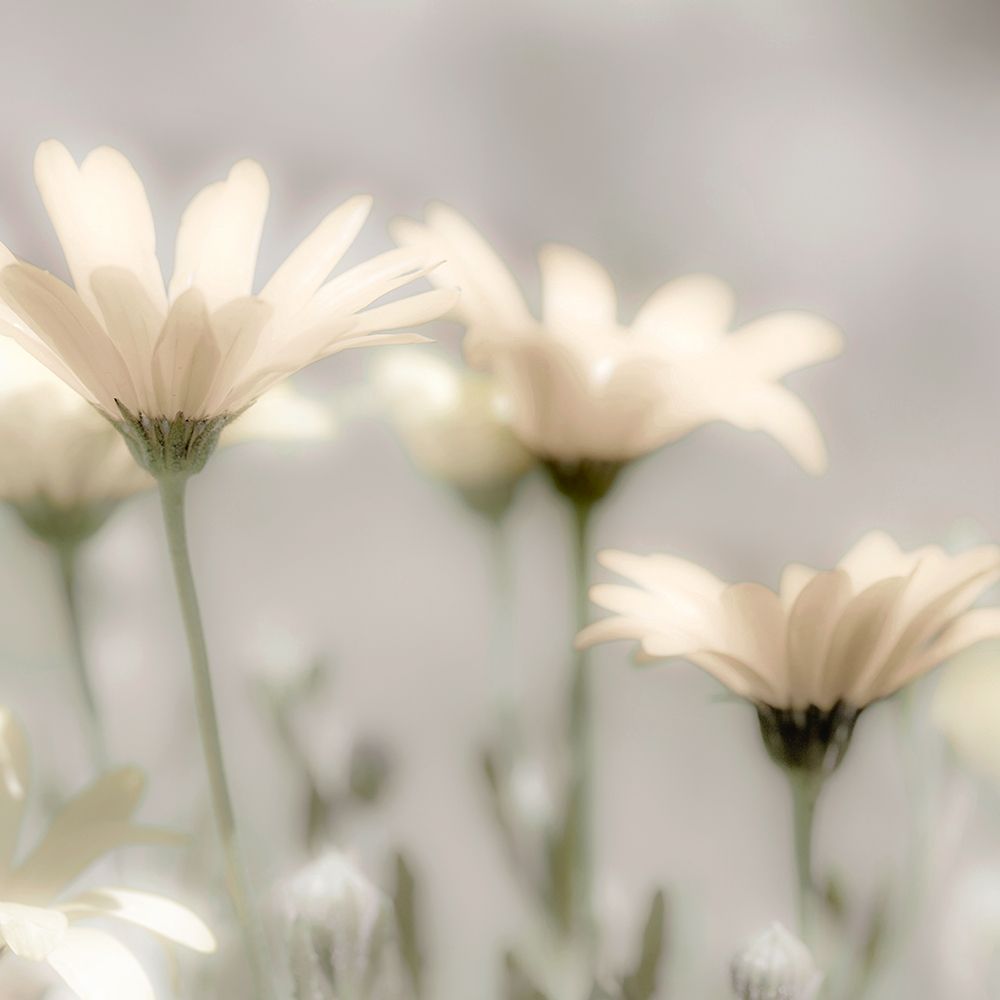 Soft Desert Daisies art print by Danita Delimont for $57.95 CAD