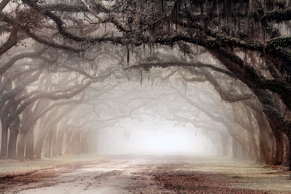 Timeless Plantation Drive art print by Danita Delimont for $57.95 CAD