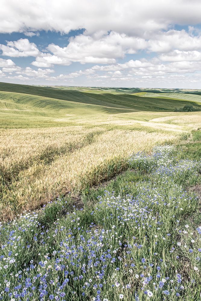 Wildflower Farm art print by Danita Delimont for $57.95 CAD