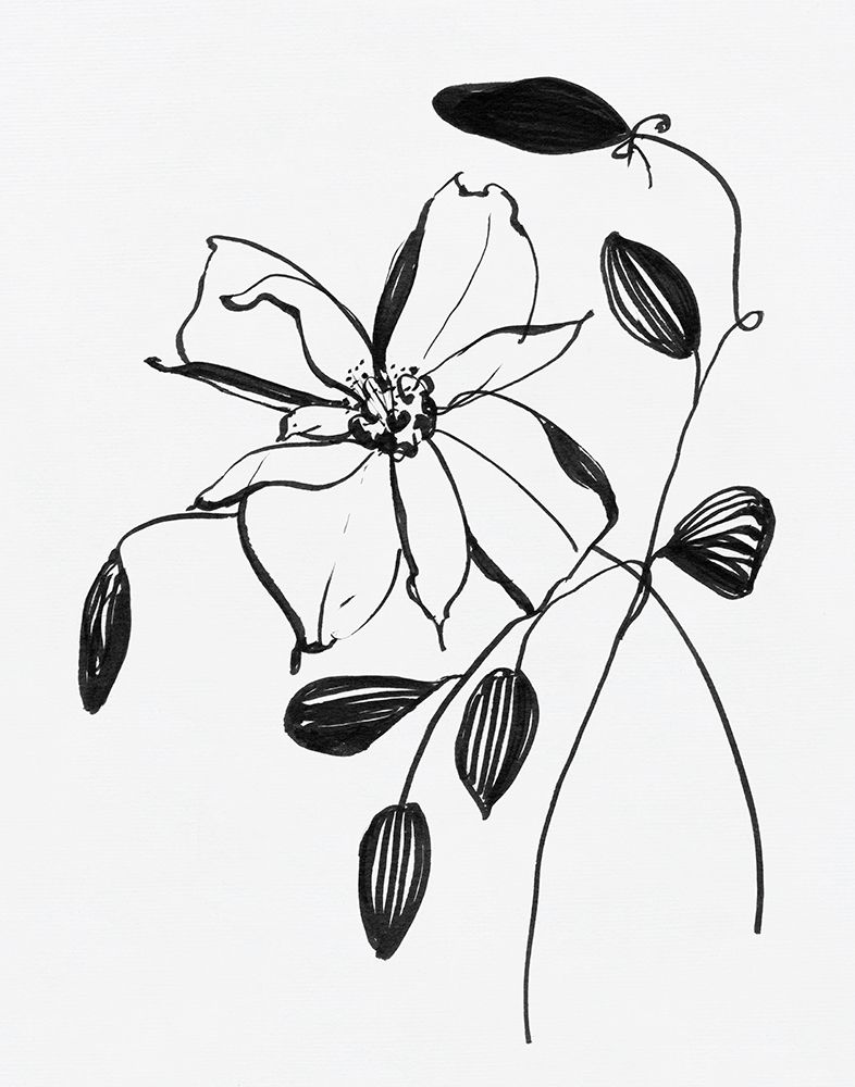 Wild Clematis II art print by Sally Swatland for $57.95 CAD