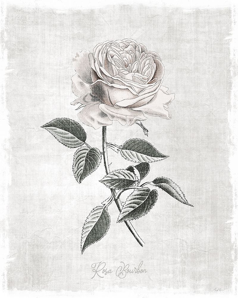 Vintage Botanical I art print by Natalie Carpentieri for $57.95 CAD