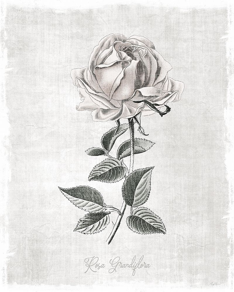 Vintage Botanical II art print by Natalie Carpentieri for $57.95 CAD