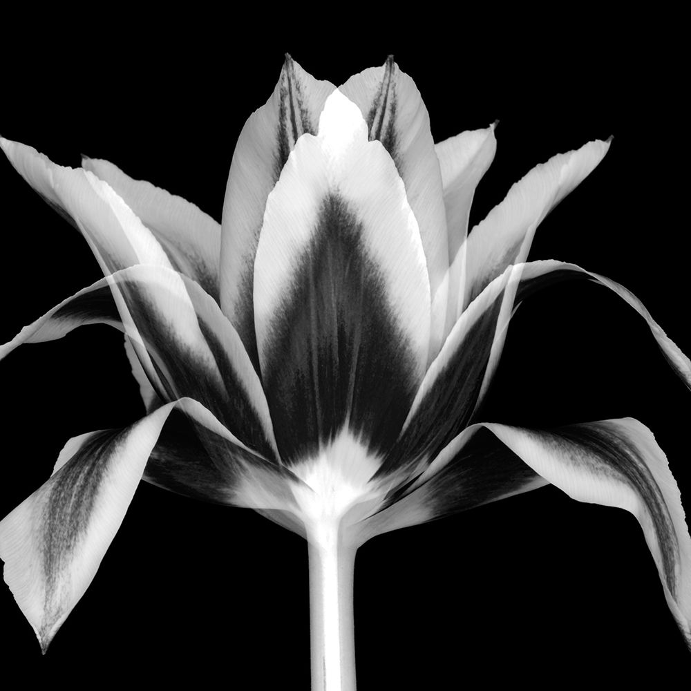 Elegant Tulip art print by Danita Delimont for $57.95 CAD