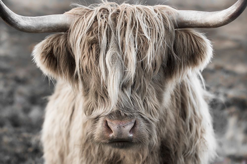 Highland Skye art print by Danita Delimont for $57.95 CAD