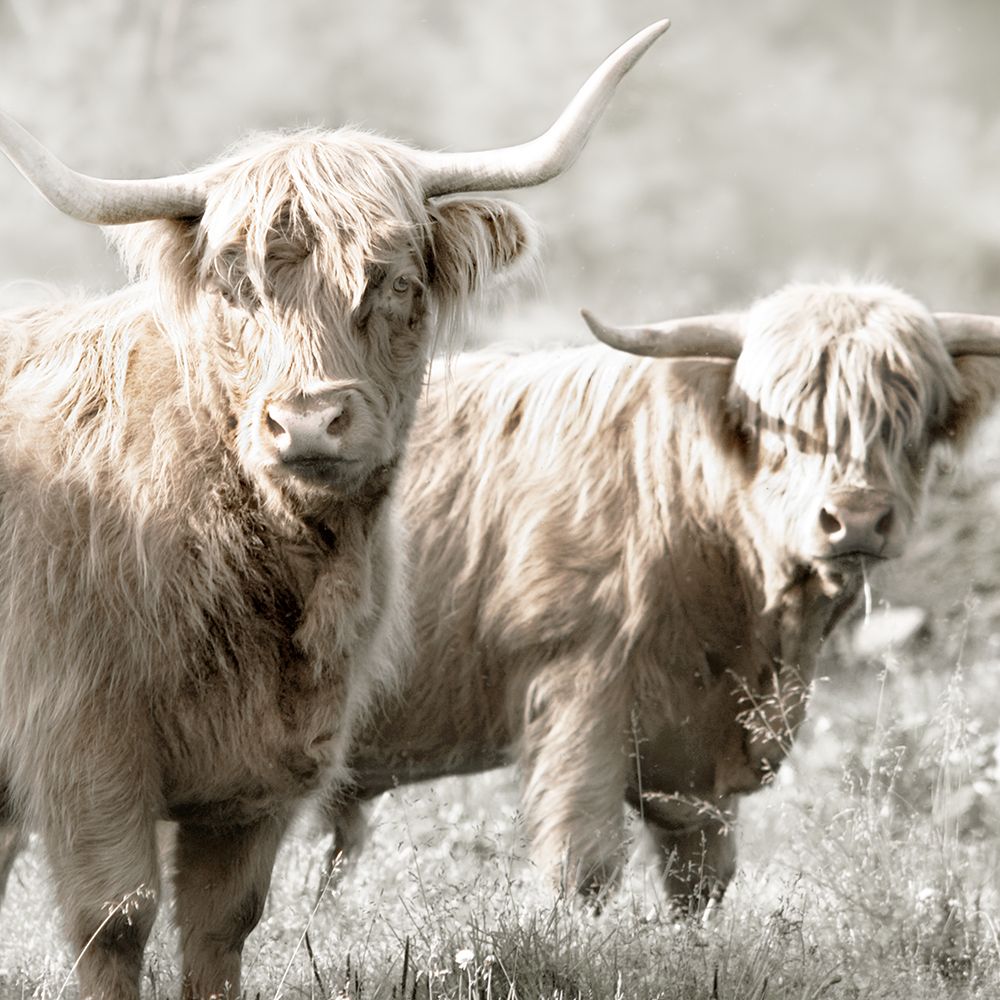 Hairy Highland Bulls art print by Danita Delimont for $57.95 CAD