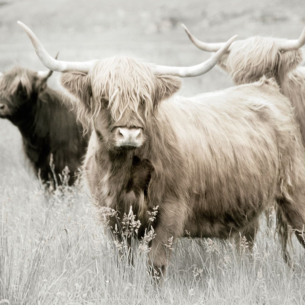 Highland Gathering art print by Danita Delimont for $57.95 CAD