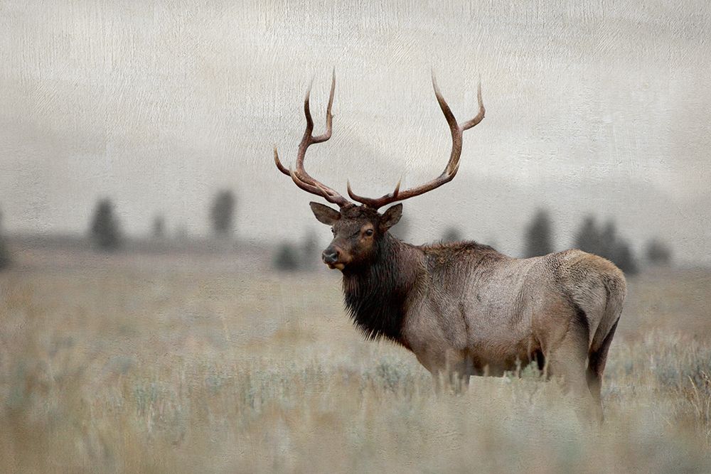 Grand Elk art print by Danita Delimont for $57.95 CAD