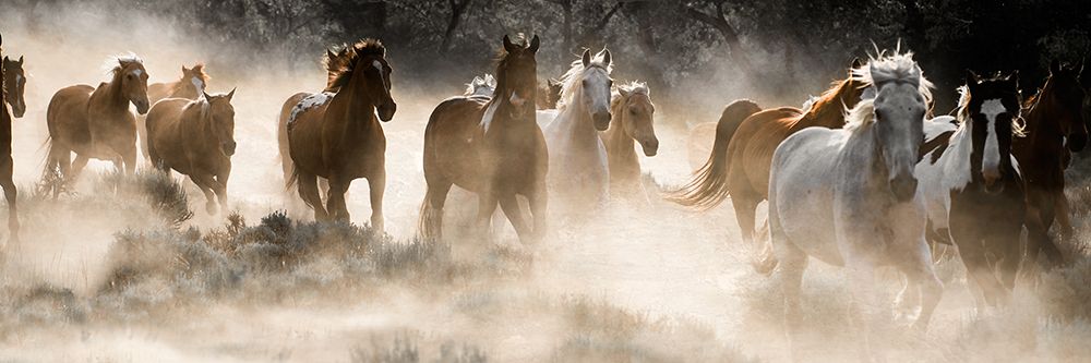 Kicking Up Dust art print by Danita Delimont for $57.95 CAD