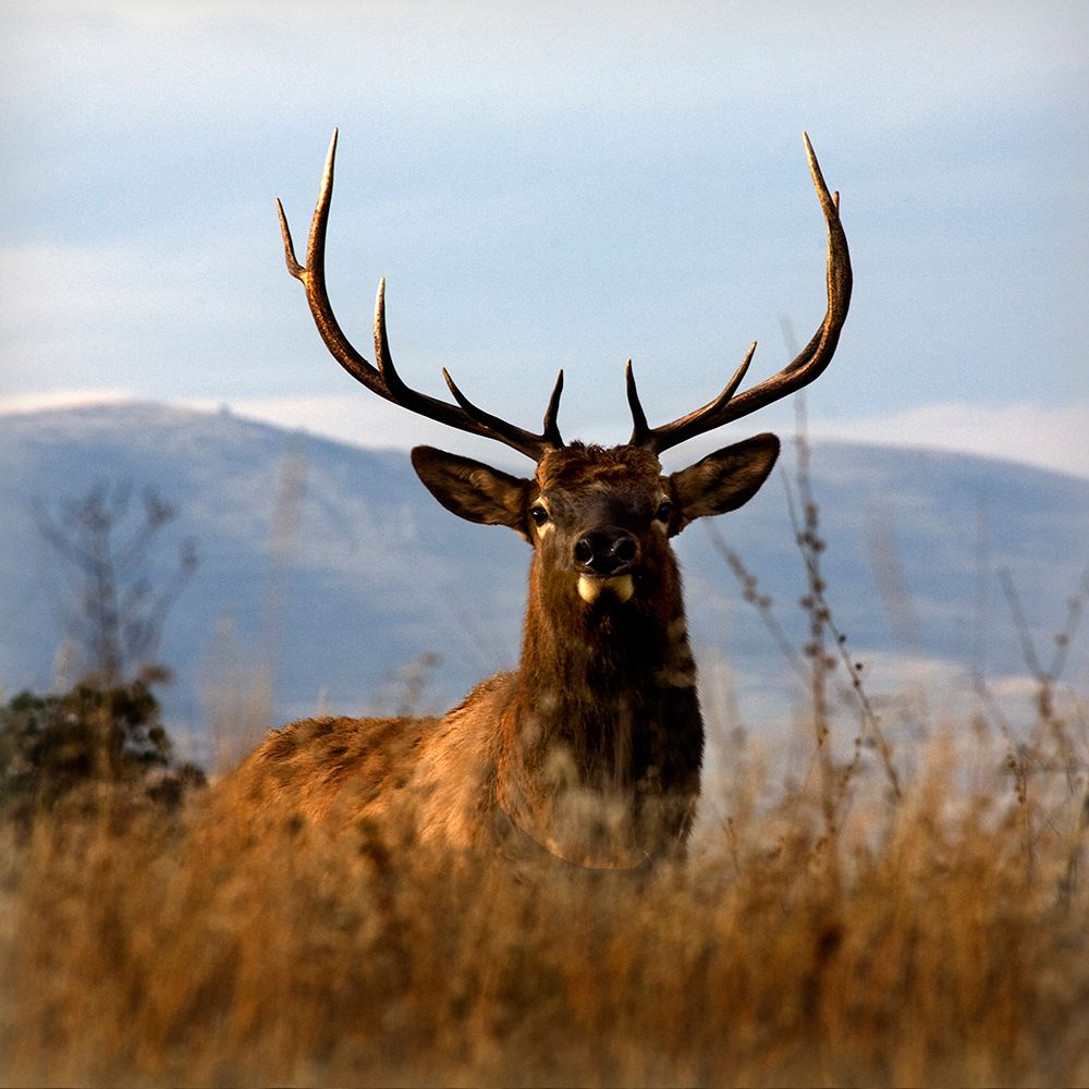 Big Elk Charlo art print by Danita Delimont for $57.95 CAD