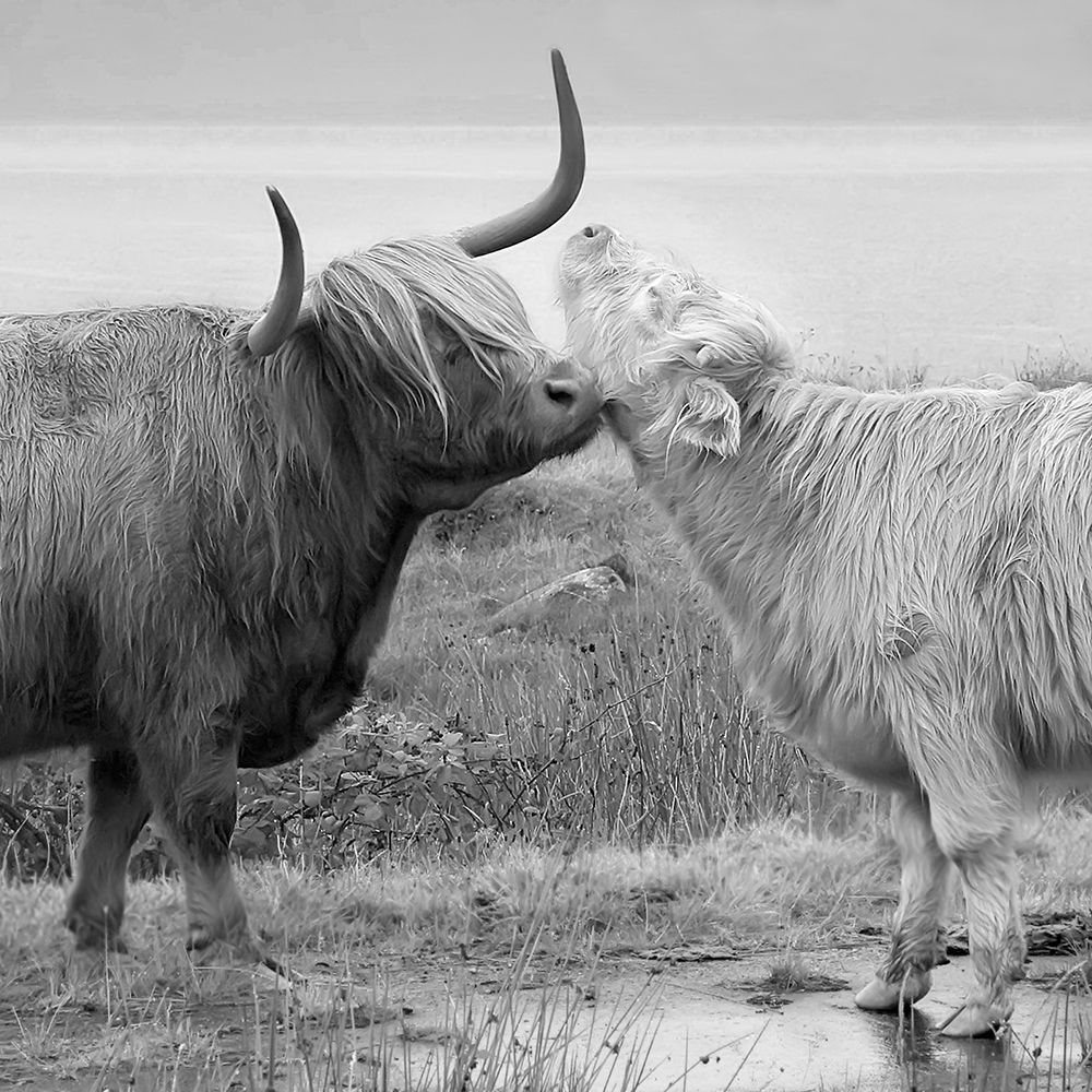 Highland Courting art print by Danita Delimont for $57.95 CAD