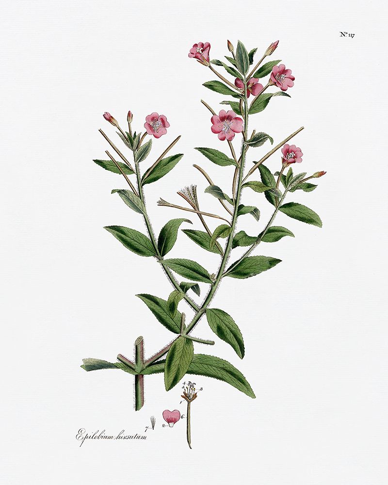 Rose Botanical III art print by CAD Designs for $57.95 CAD