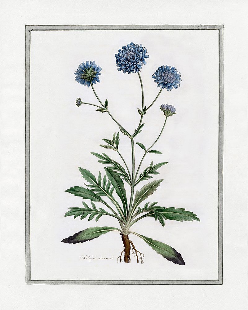 Soft Botanical II art print by CAD Designs for $57.95 CAD