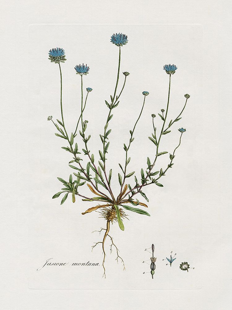 Bellflower Study art print by Kelly Donovan for $57.95 CAD