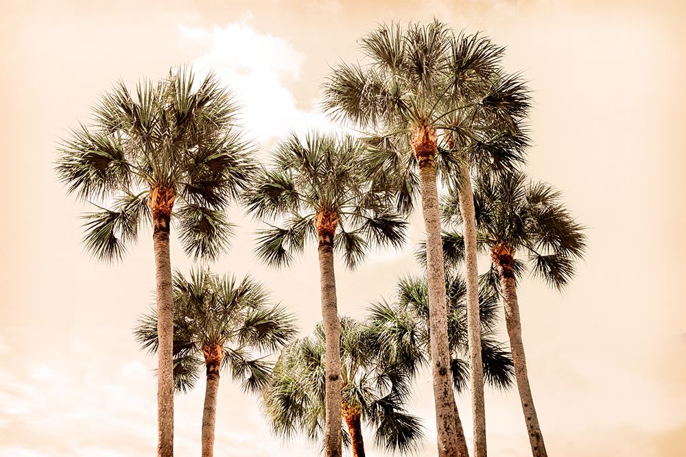 Blushing Palms art print by Natalie Carpentieri for $57.95 CAD