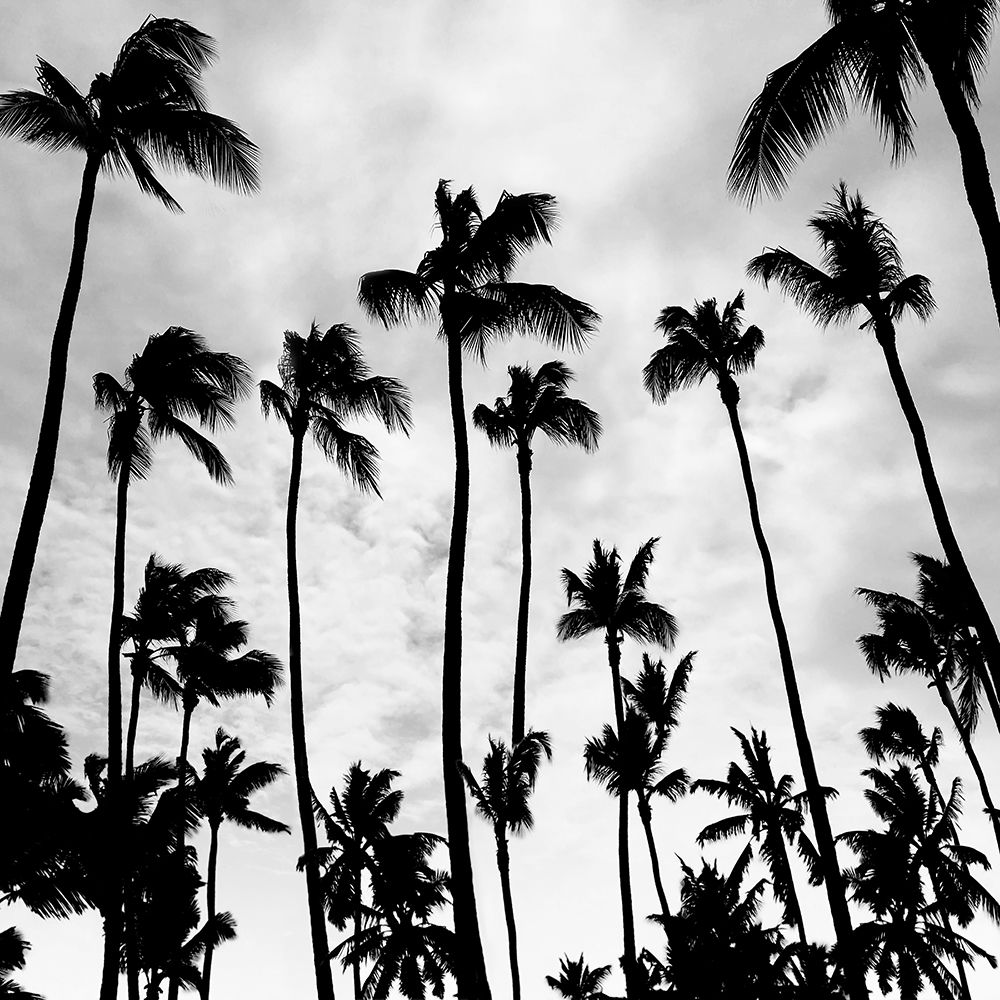 Palm Skies art print by Natalie Carpentieri for $57.95 CAD