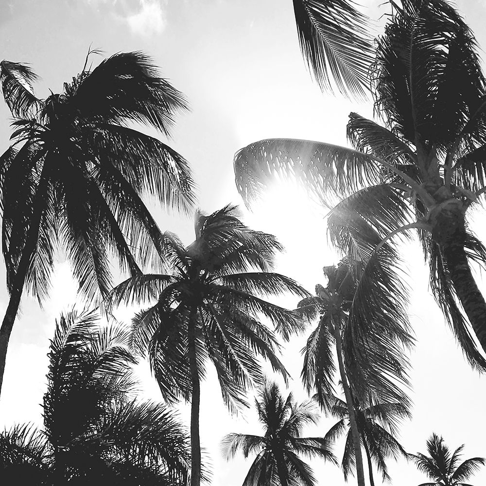 Caribbean Palms art print by Natalie Carpentieri for $57.95 CAD